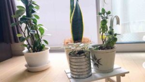 植物を置きました