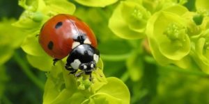 「レディ・バード」の意味はテントウムシ。